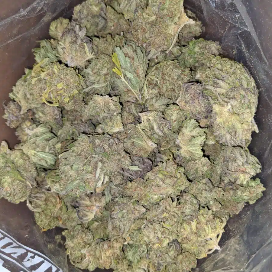 THAI HAZE BULK SPECIAL 1 I Cinderella Dream Bulk Special