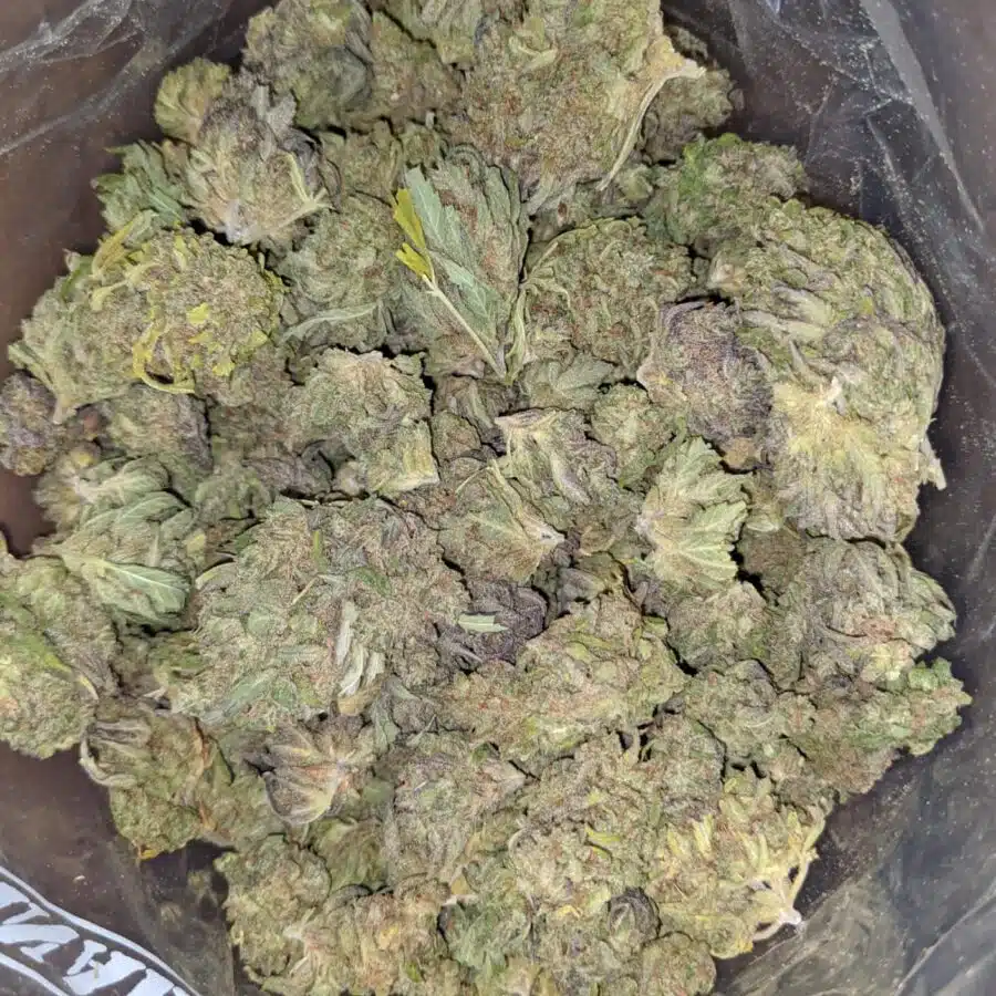 THAI HAZE BULK SPECIAL 2 I Cinderella Dream Bulk Special