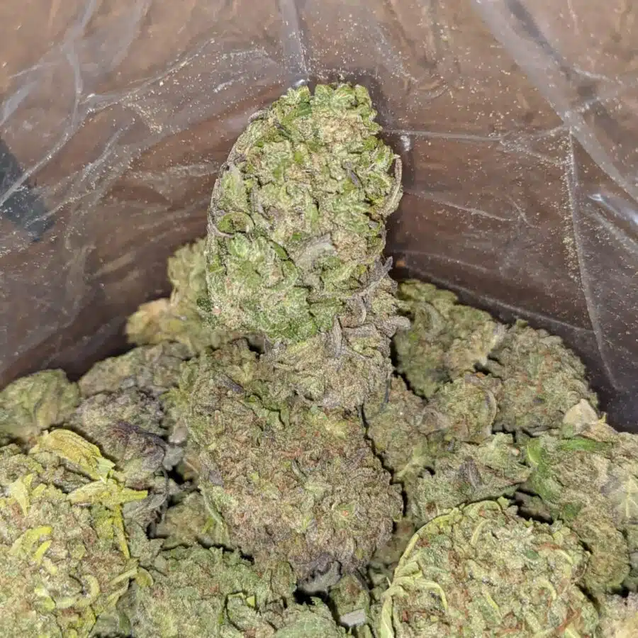 THAI HAZE BULK SPECIAL 3 I Cinderella Dream Bulk Special