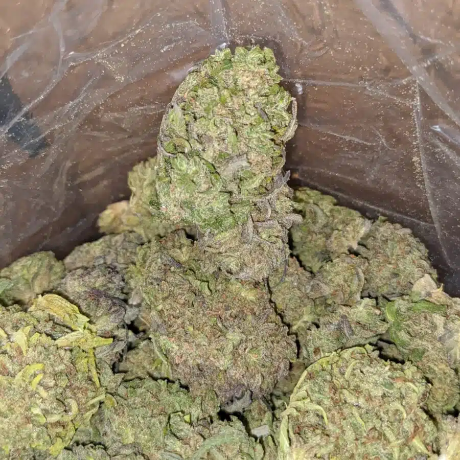 THAI HAZE BULK SPECIAL 4 I Cinderella Dream Bulk Special