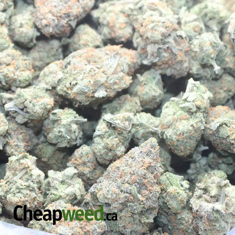 TROPICAL PUNCH 3 I $ 59 Oz - Tropical Punch