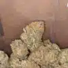 Gold Rush