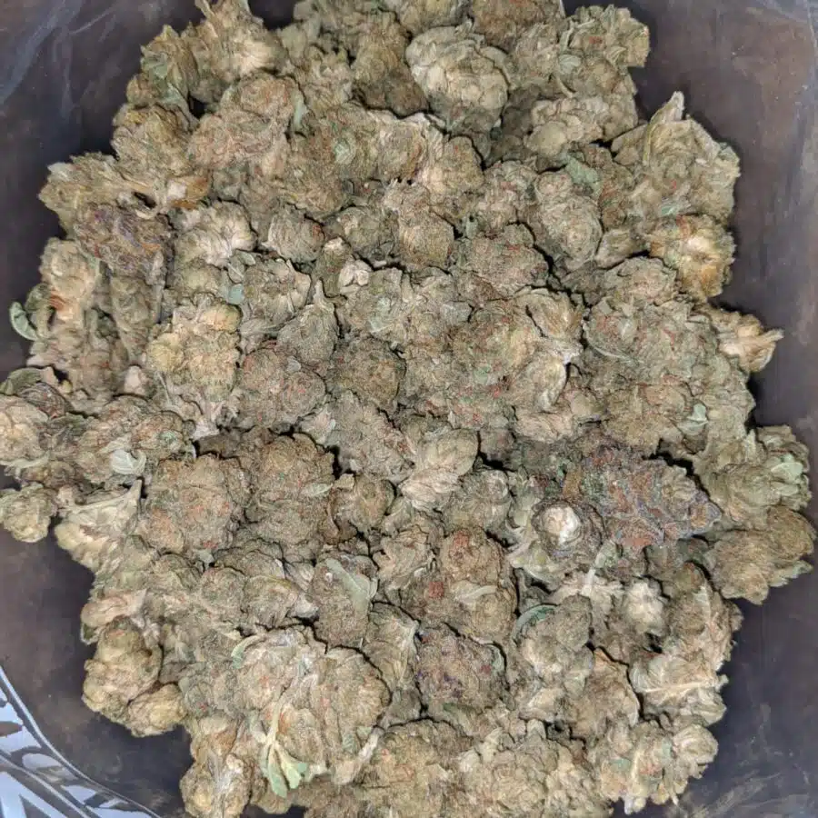 cougar piss smalls bulk special 1 I $ 38 Oz - Cougar Piss