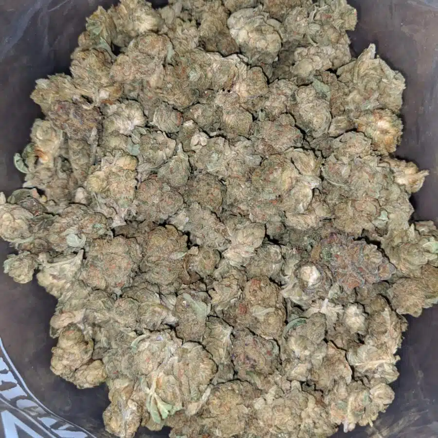 cougar piss smalls bulk special 2 I $ 38 Oz - Cougar Piss