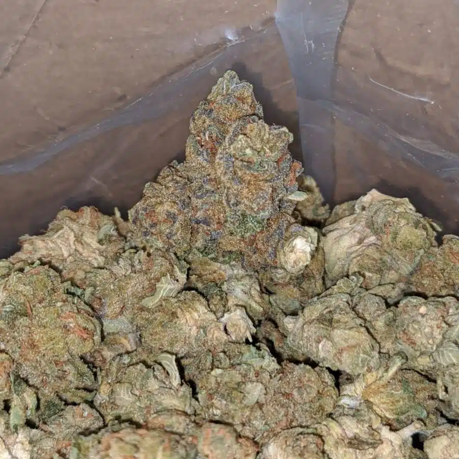 cougar piss smalls bulk special 3 I $ 38 Oz - Cougar Piss