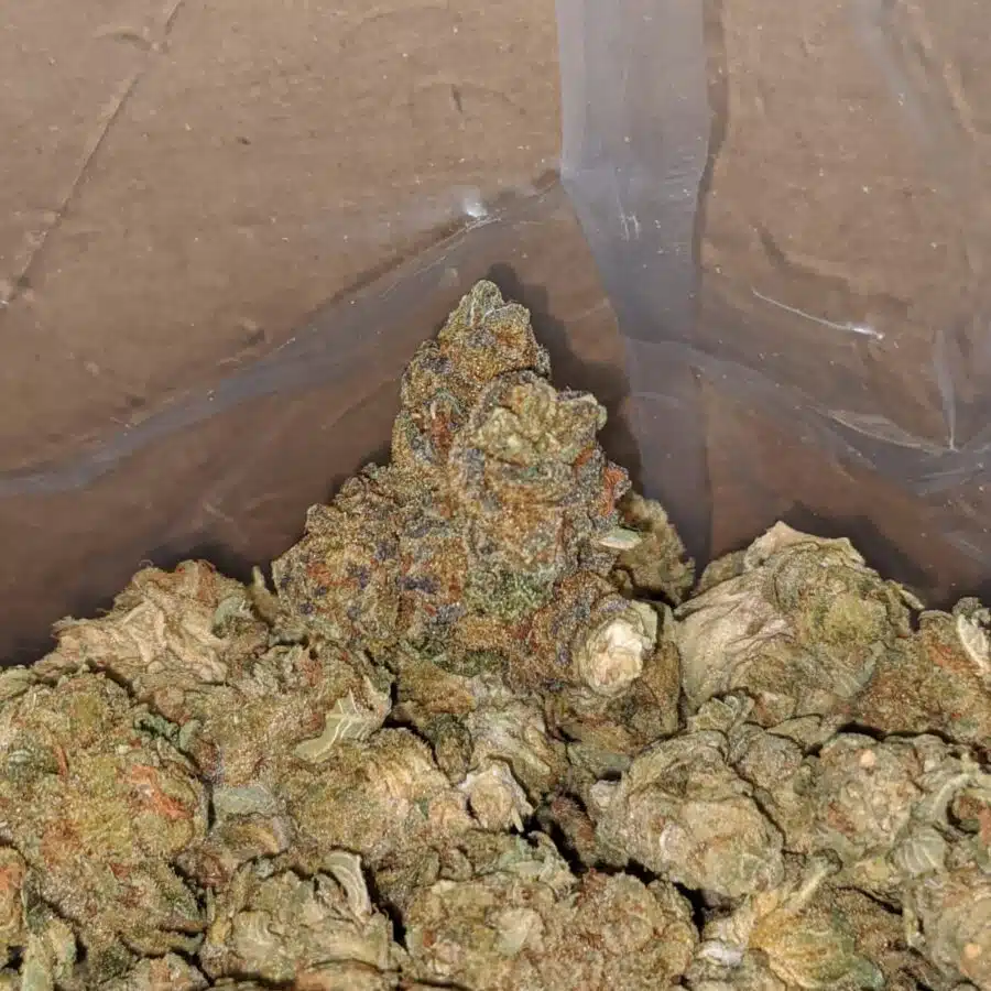cougar piss smalls bulk special 4 I $ 38 Oz - Cougar Piss