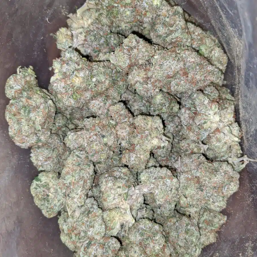greenfarm pink kush 1 I Greenfarm's Pink Kush