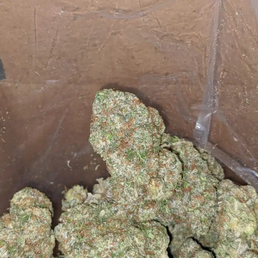 greenfarm pink kush 4 I Greenfarm's Pink Kush