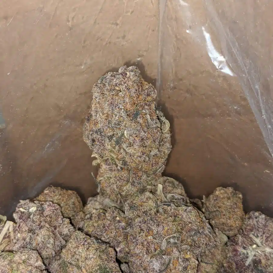 purple diesel 3 I Purple Diesel