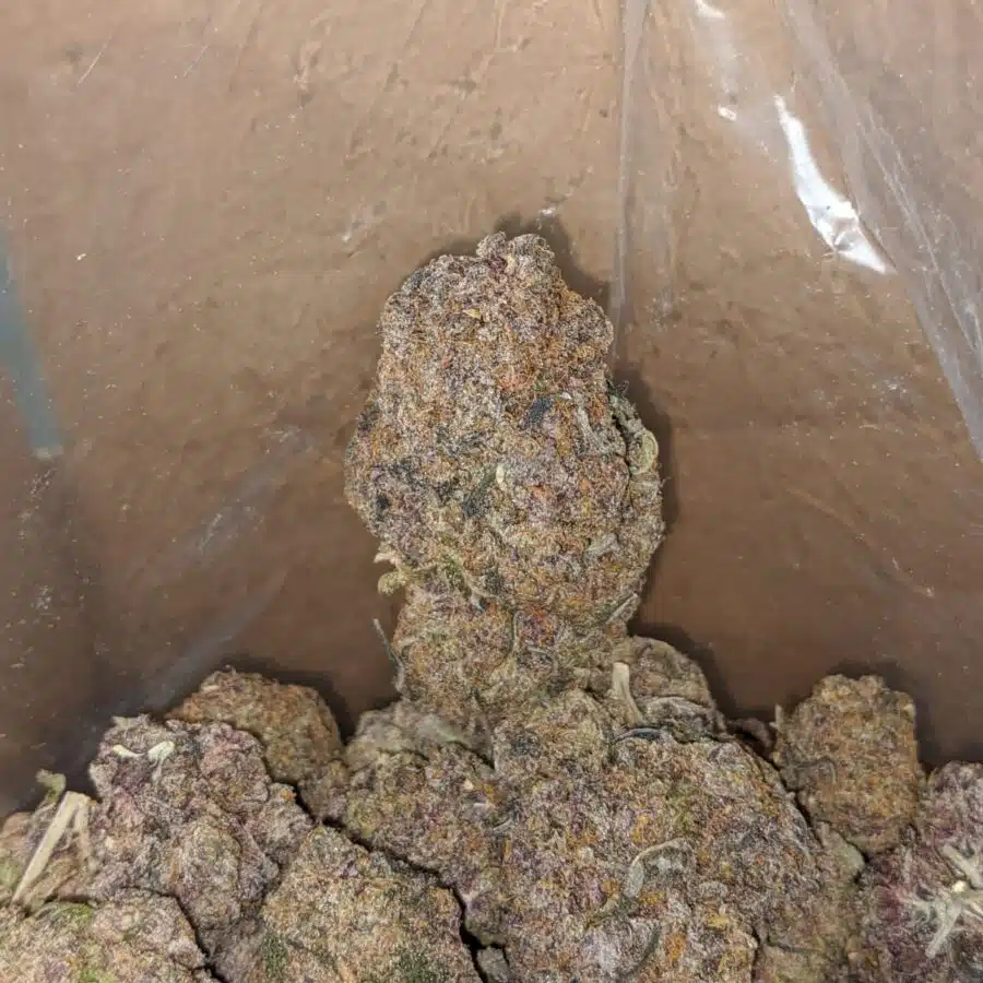 purple diesel 4 I Purple Diesel