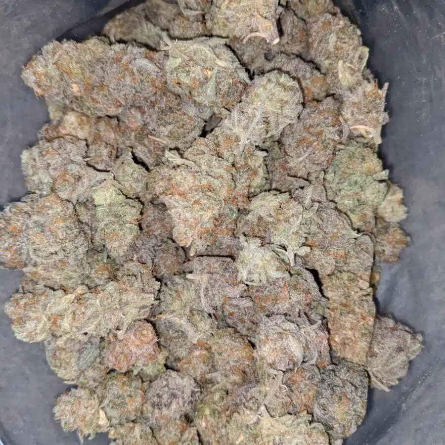 tropical hawaiian 1 I Tropical Hawaiian