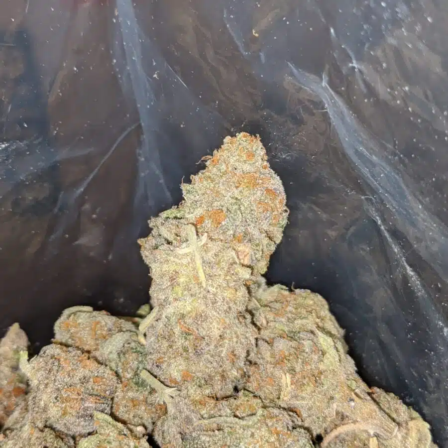 tropical hawaiian 3 I Tropical Hawaiian