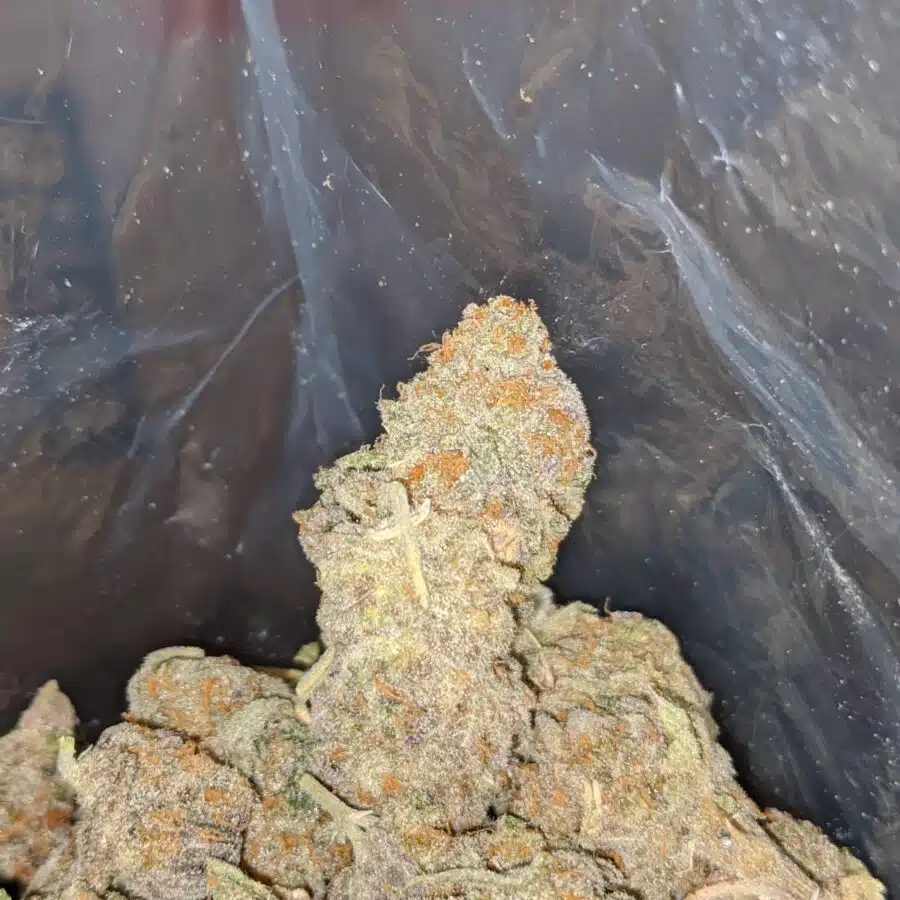 tropical hawaiian 4 I Tropical Hawaiian