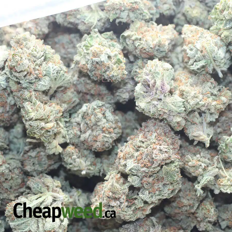 BLACK CHERRY SODA 1 I Black Cherry Soda