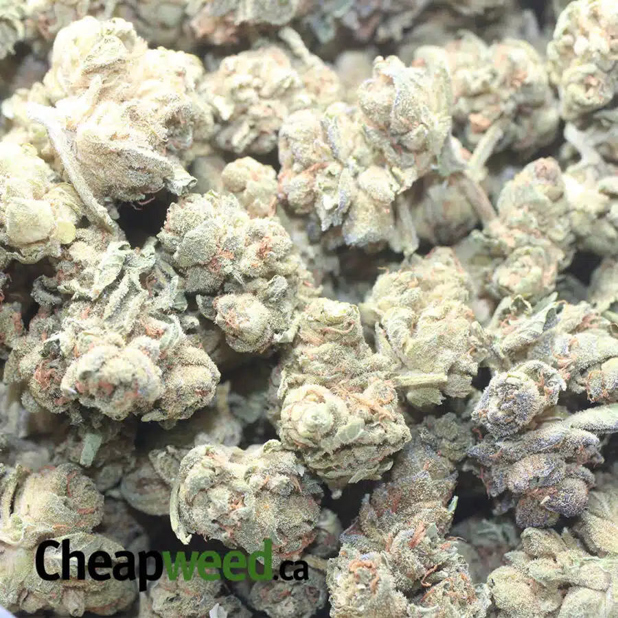 COUGAR PISS 1 I $ 38 Oz - Cougar Piss