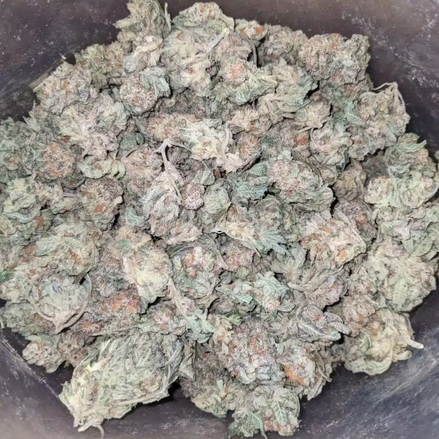Cherry Pie 2 I Cherry Pie