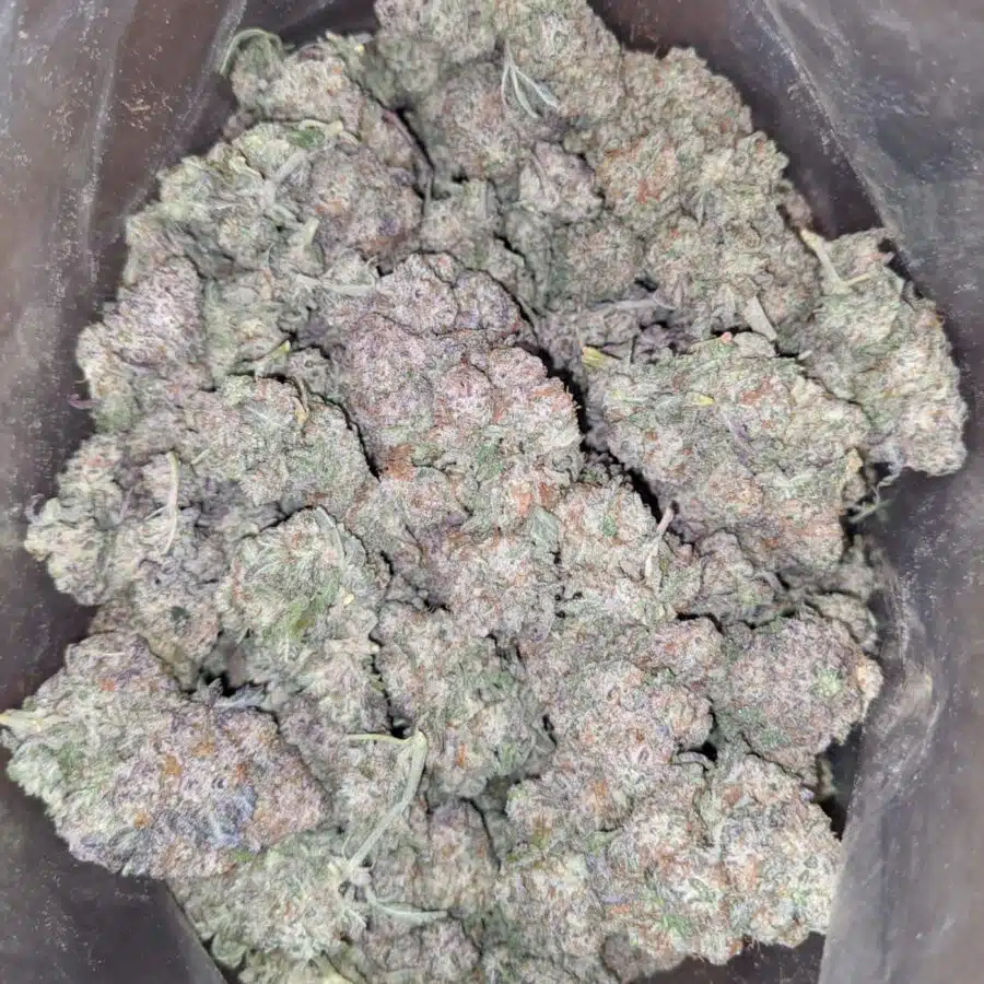 GMO ZOOKIES 1 I GMO Zookies