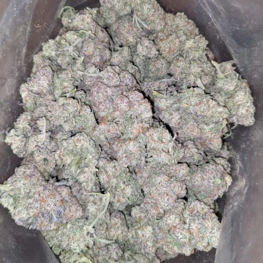 GMO ZOOKIES 2 I GMO Zookies