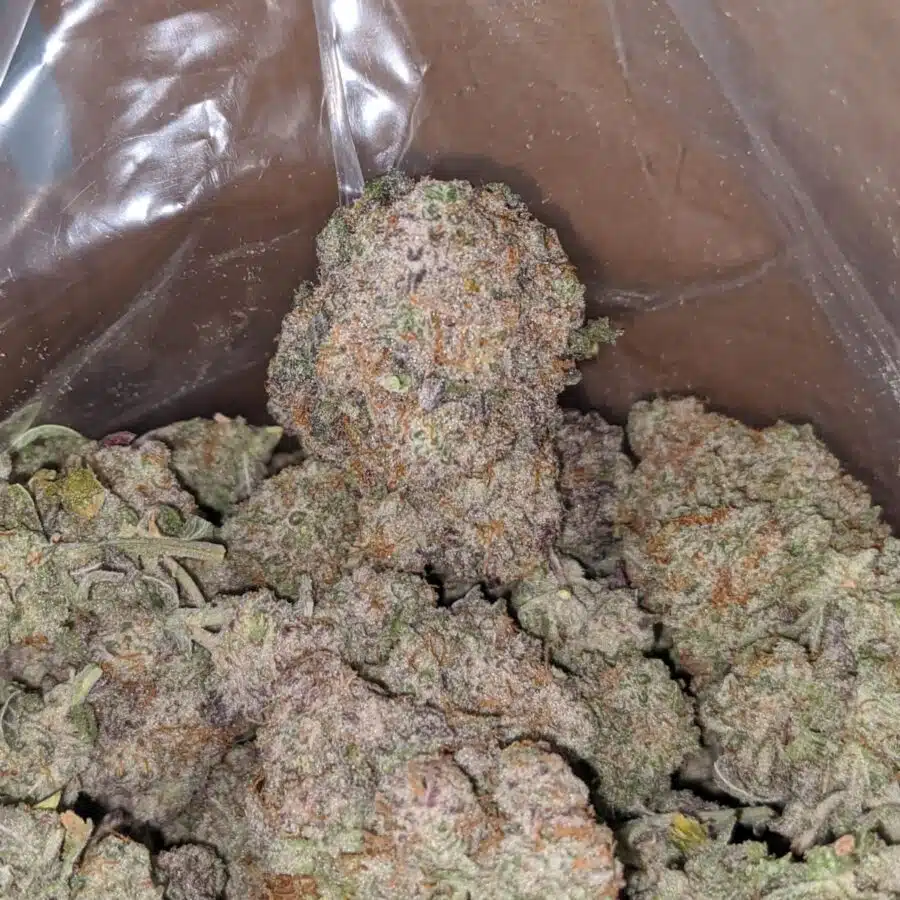 GMO ZOOKIES 4 I GMO Zookies