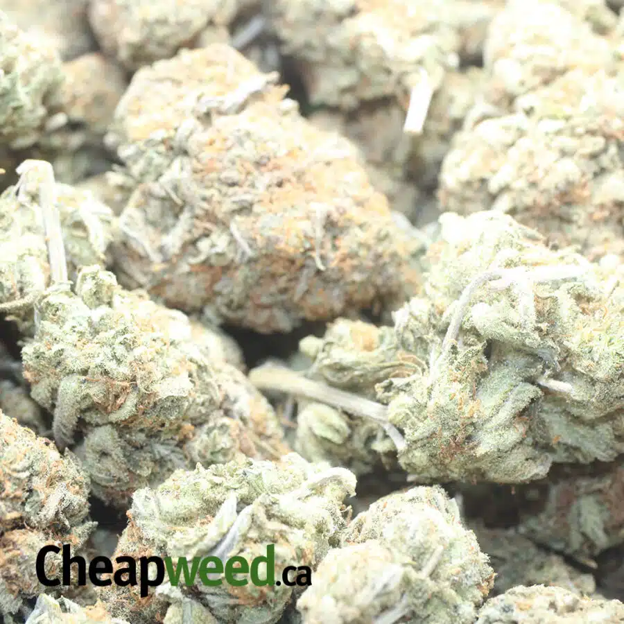 GOUDABERRY 1 I $ 55 Oz - Goudaberry