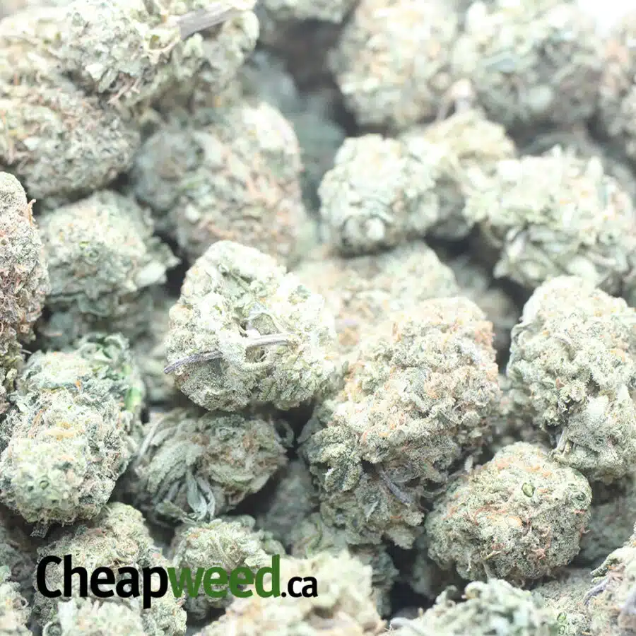 GRAPE COUGH 1 1 I Grape Cough