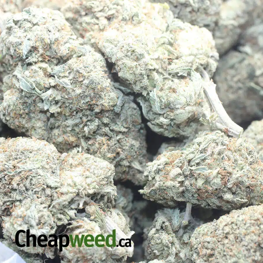 GREASE MONKEY1 I Grease Monkey - *Deal Of The Day*