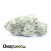 Grease Monkey - *Deal Of The Day*