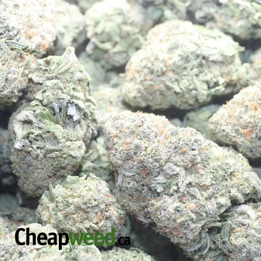 GREEN NUKEN 1 I Green Nuken #2