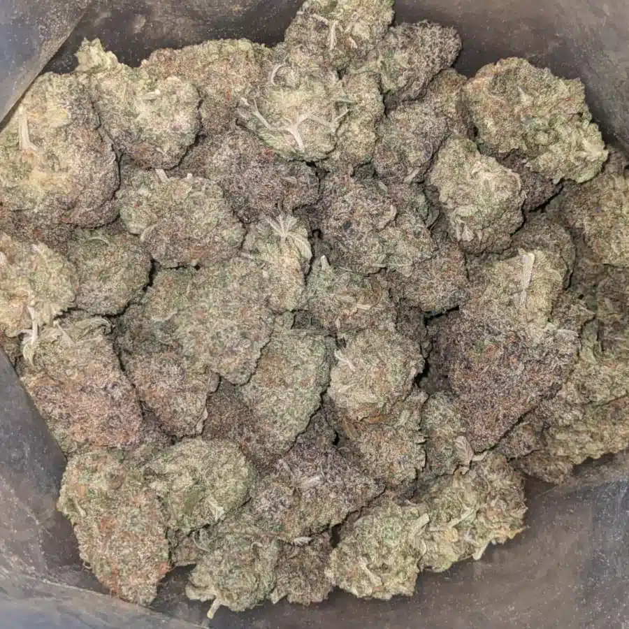 Gelato 33 2 I Gelato #33