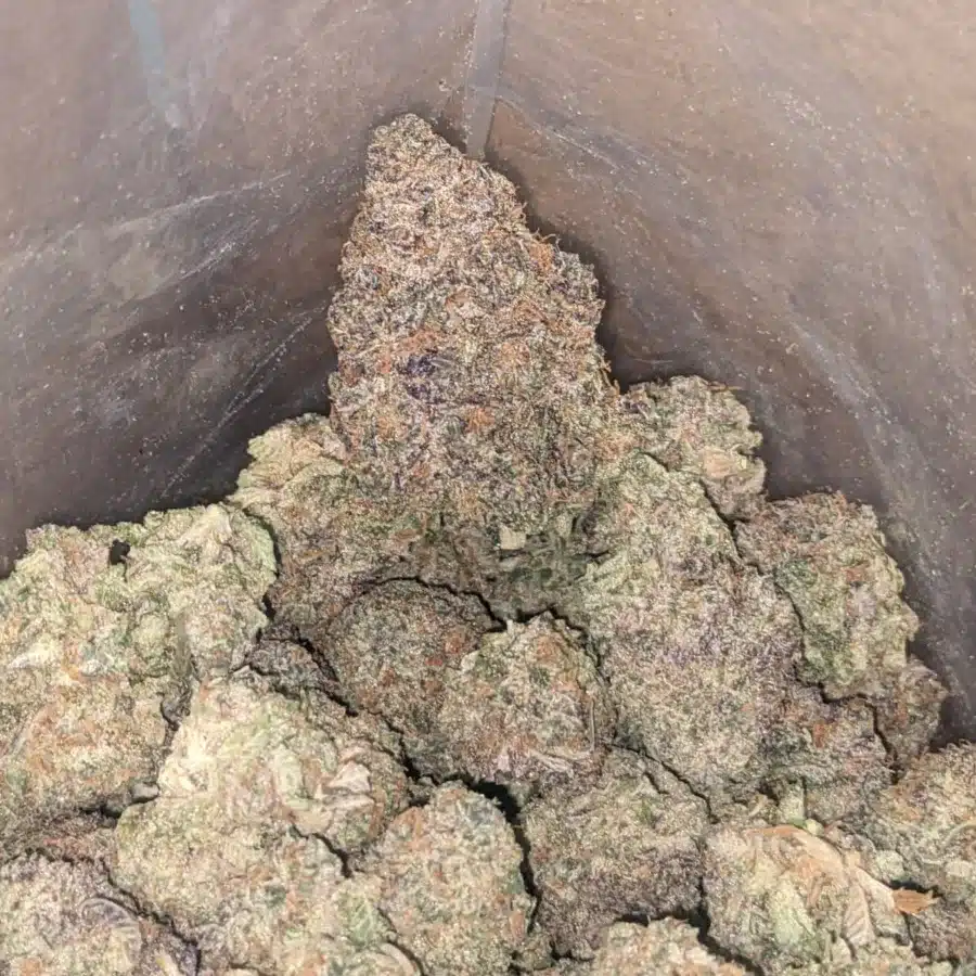 Gelato 33 3 I Gelato #33