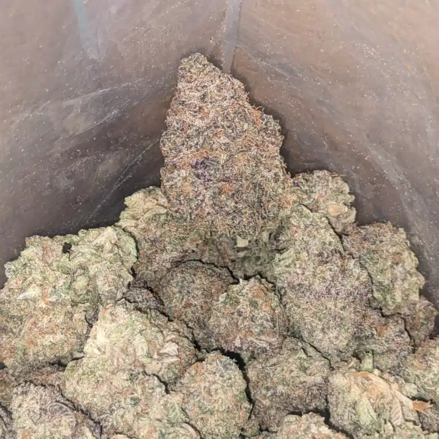 Gelato 33 4 I Gelato #33