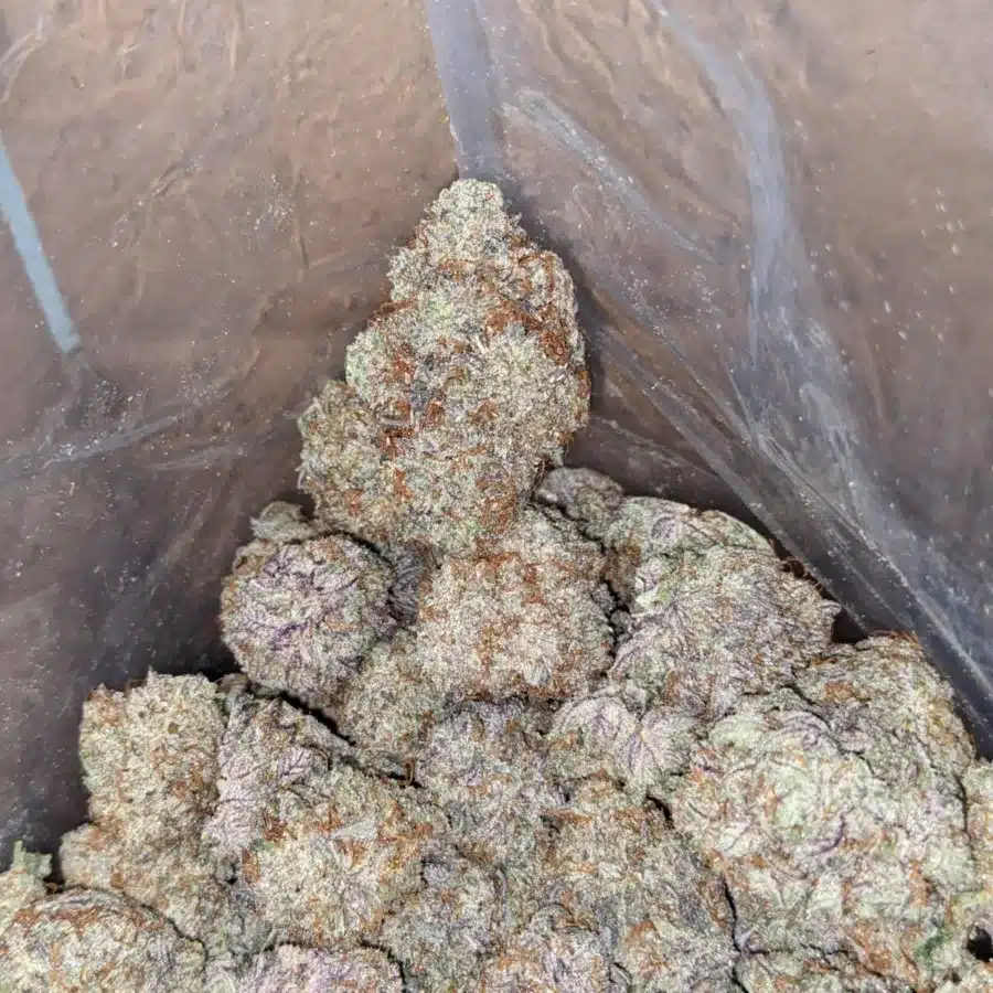 Alternative view of Jungle Cake