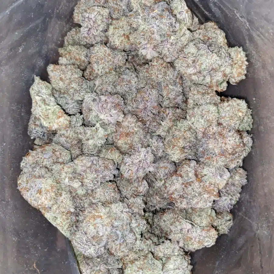 Jungle Cake