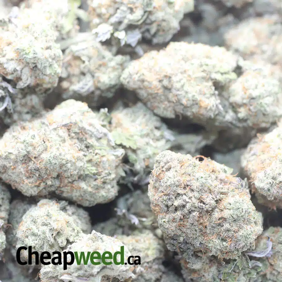 MIRACLE ALIEN COOKIES 1 I Ace Of Spades