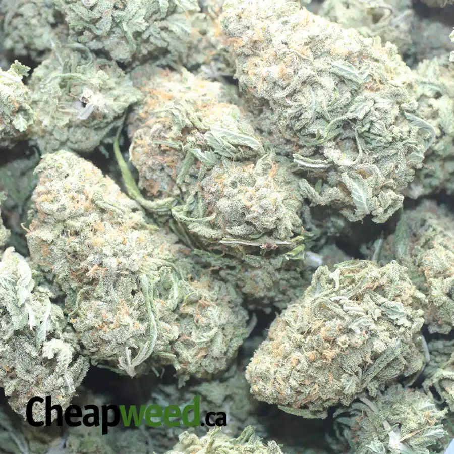 NUKEN DEAL OF THE DAY 1 I Nuken - *Deal Of The Day*