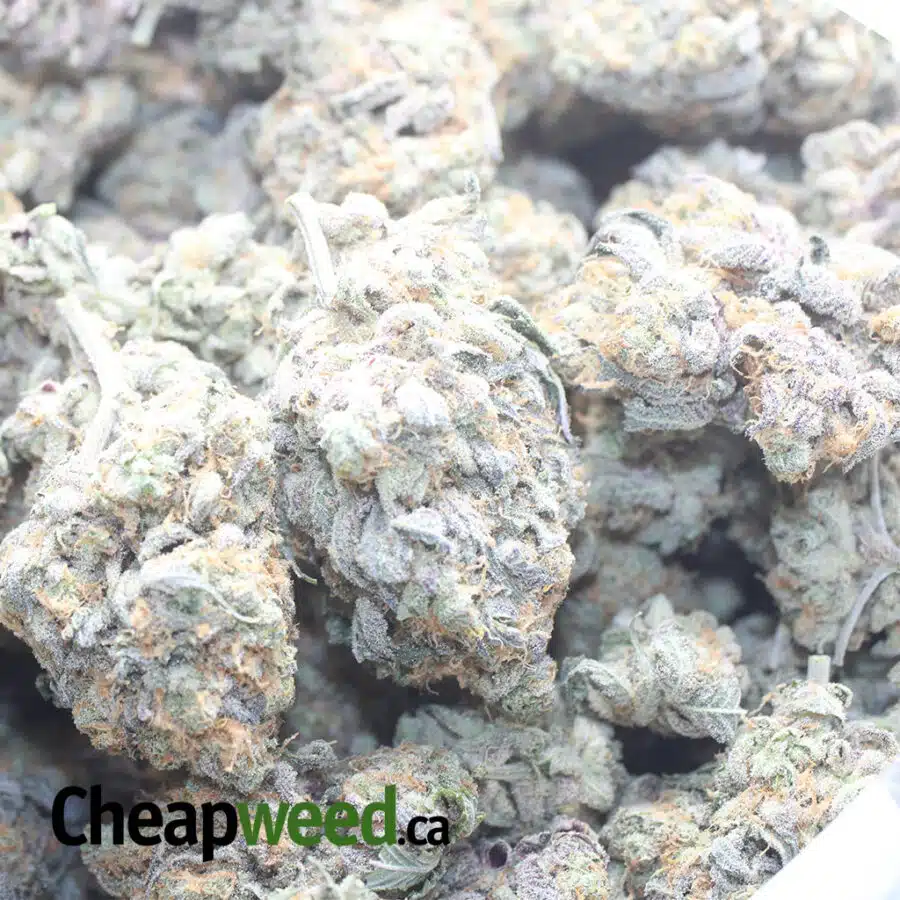 PEANUT BUTTER BREATH 1 I Peanut Butter Breath