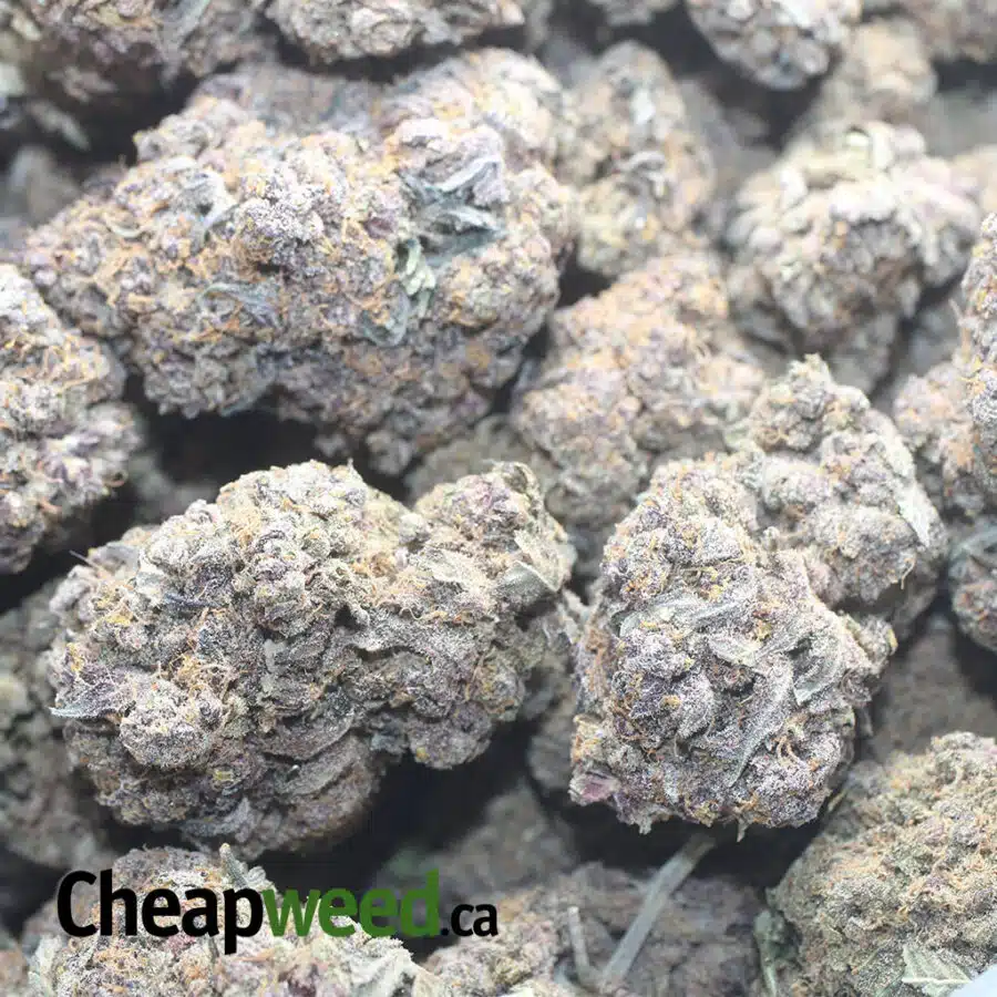PURPLE DIESEL 1 I Purple Diesel