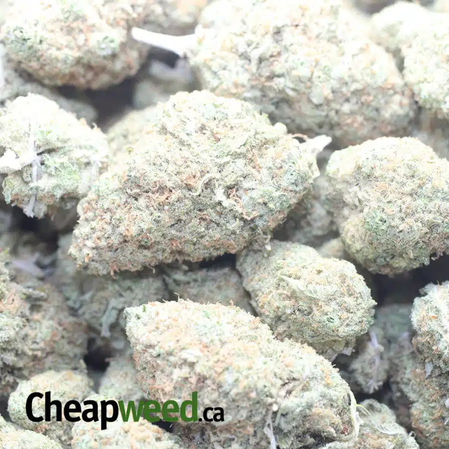 SUGAR COOKIES 1 I $ 59 Oz - Sugar Cookies