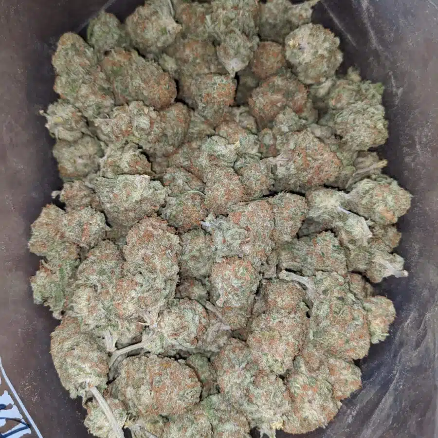 Sunset Sherbert 1 I Sunset Sherbert