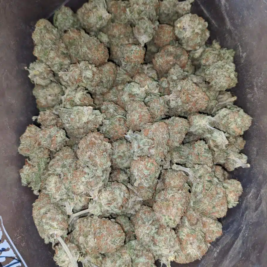 Sunset Sherbert 4 I Sunset Sherbert