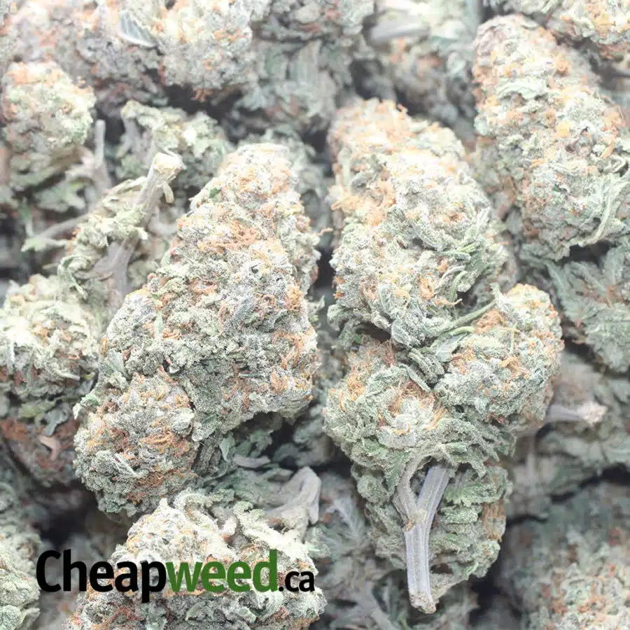 THUNDERFUCK 1 I $ 60 Oz - Thunderfuck