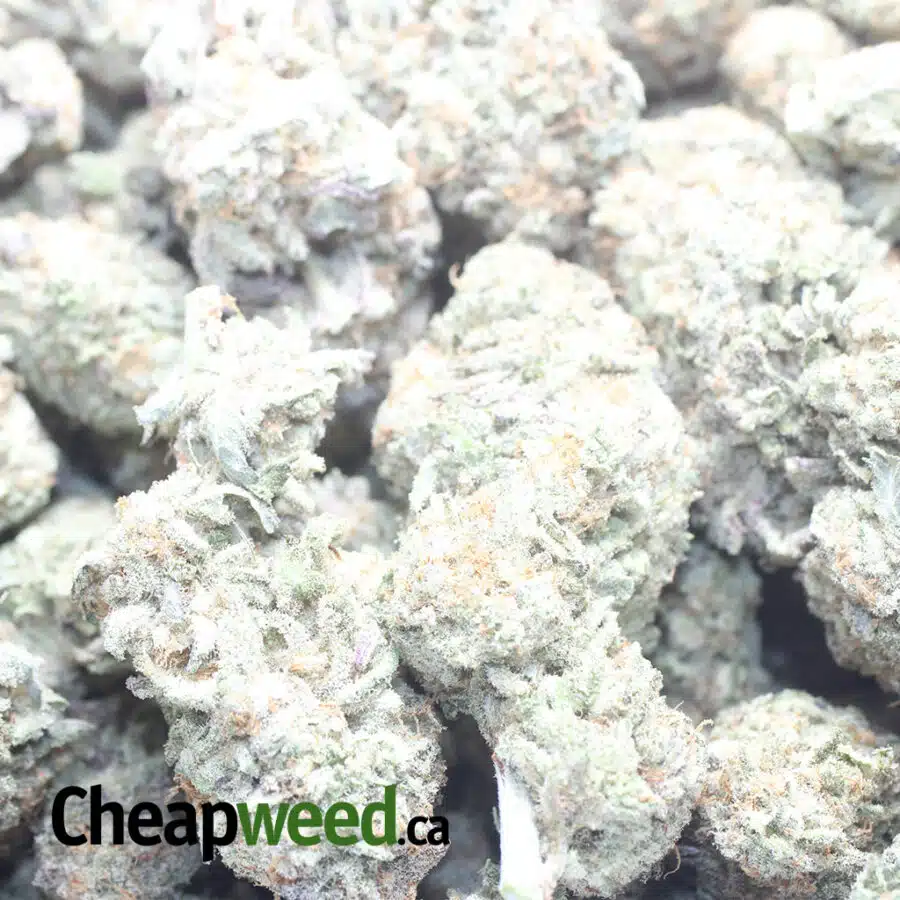 WHITE LAVEDER 1 I White Lavender