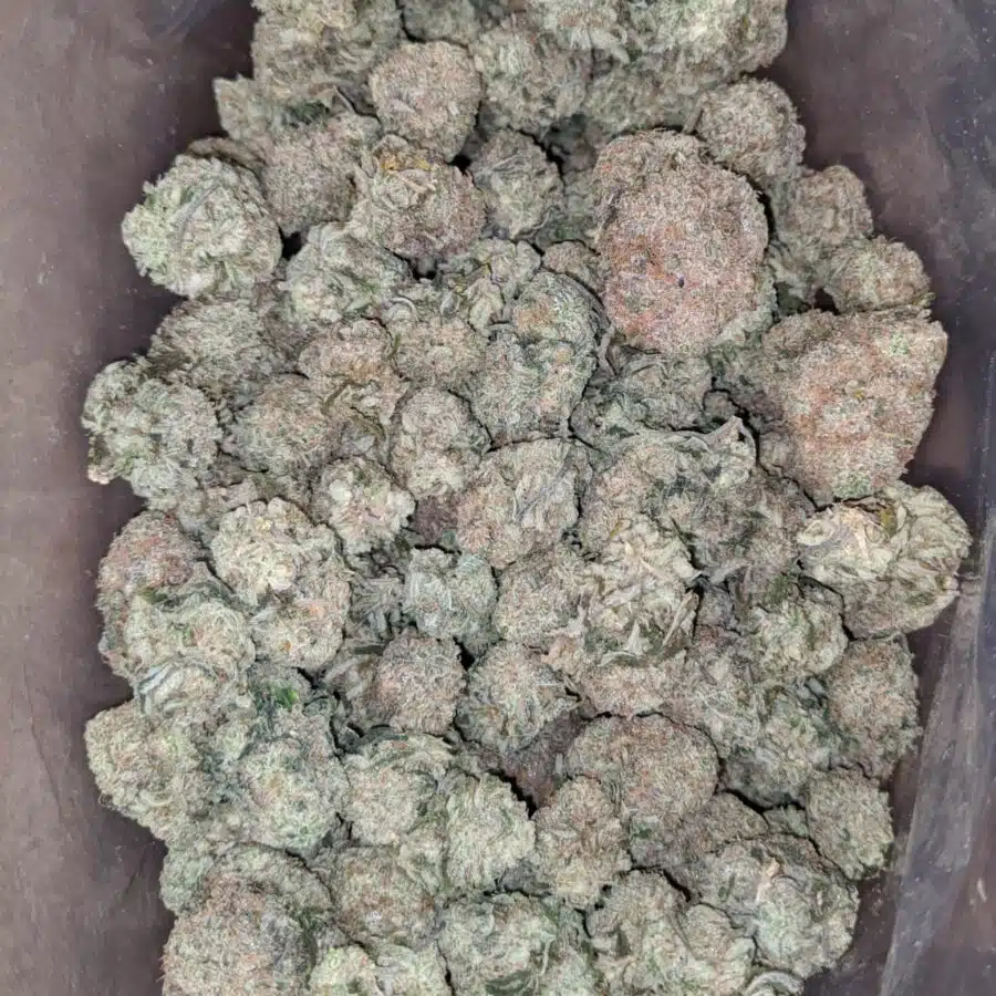 grape cough 2 I Grape Cough