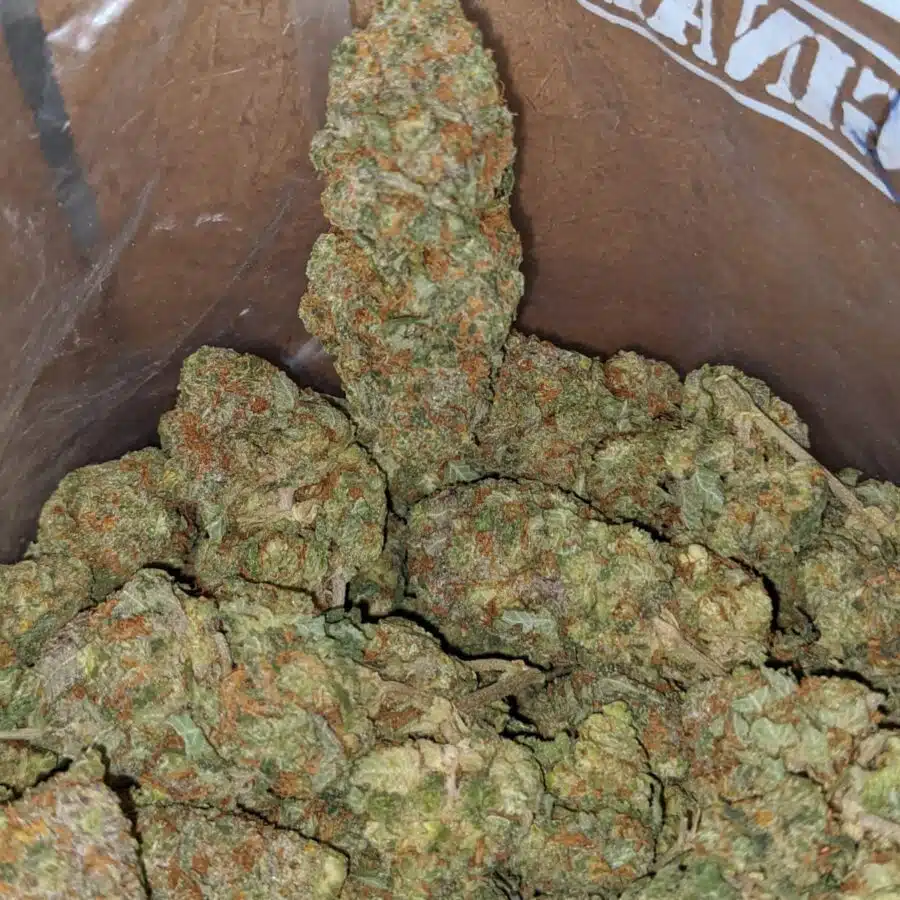 seattle cough 3 I $ 57 Oz - Seattle Cough
