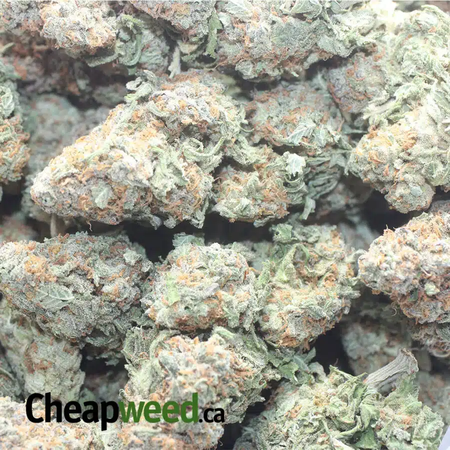 ALIEN COOKIES 1 I Alien Cookies #2