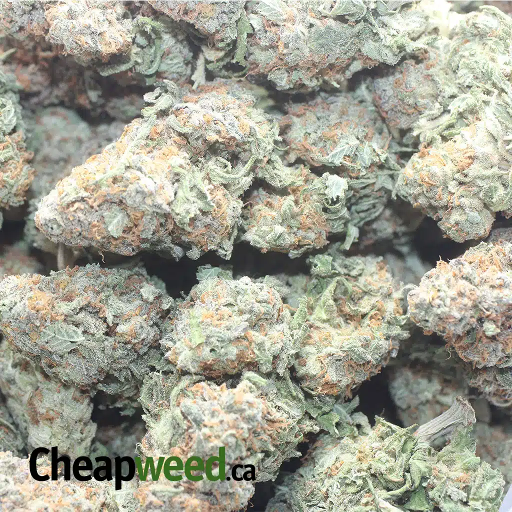 Alien Cookies #2 - Image 3