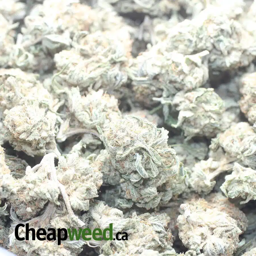 CHAMPAGNE 2 I $ 56 Oz - Champagne