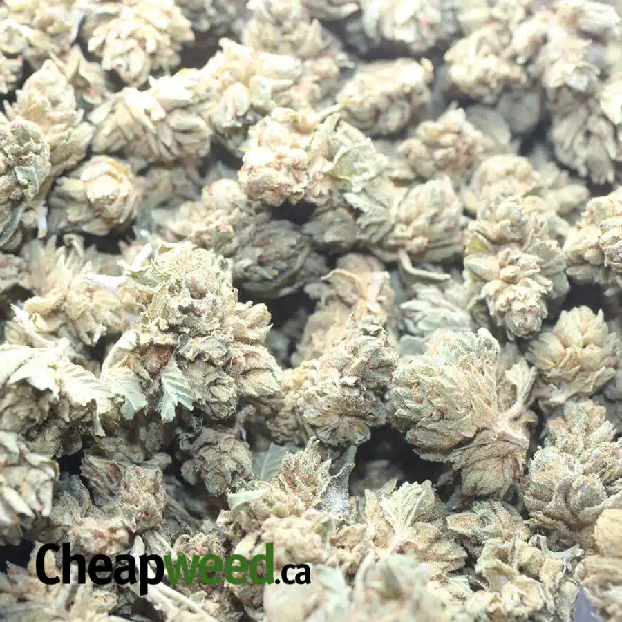 CHEAP CHEMO 1 I $ 33 Oz - Chemo