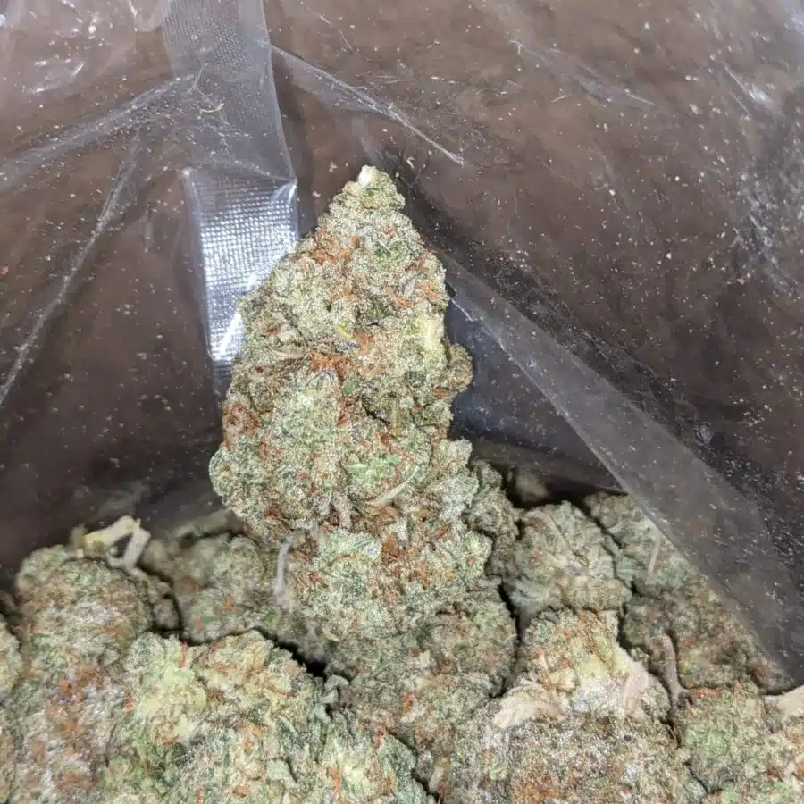 COOKIE MONSTER 3 I Cookie Monster