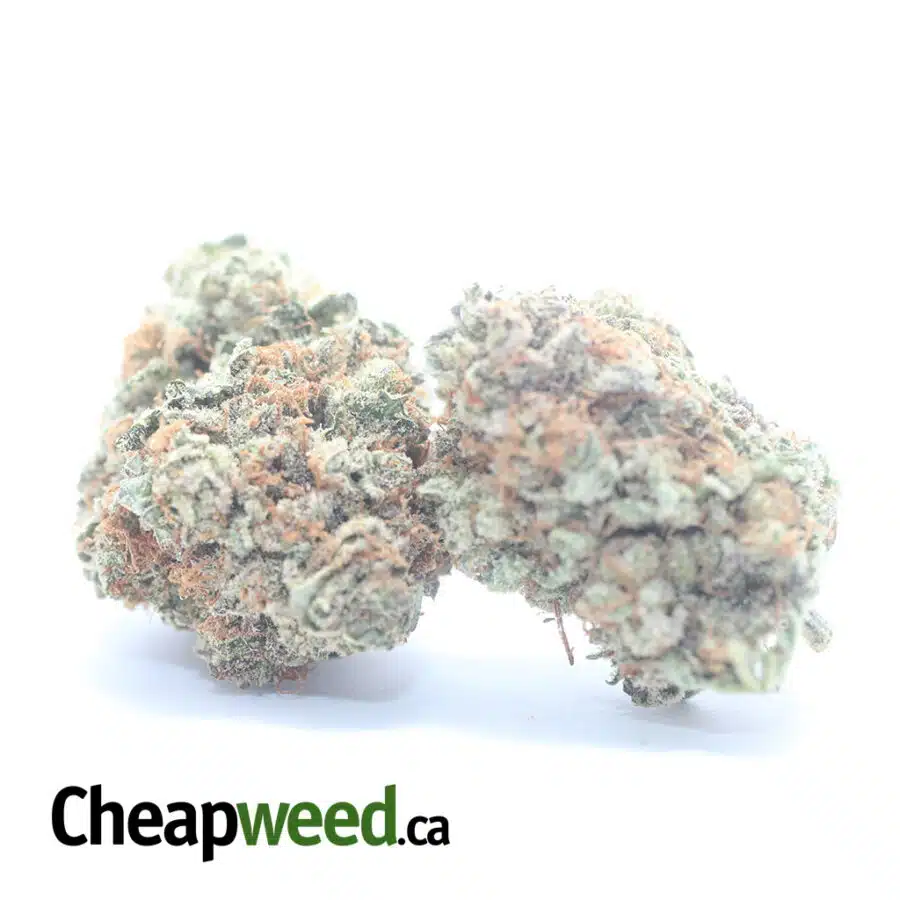 CRITICAL KUSH 1 I Critical Kush #2